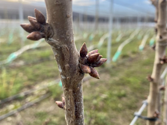 Data sampling and crop assessment in a UFO Orchard.