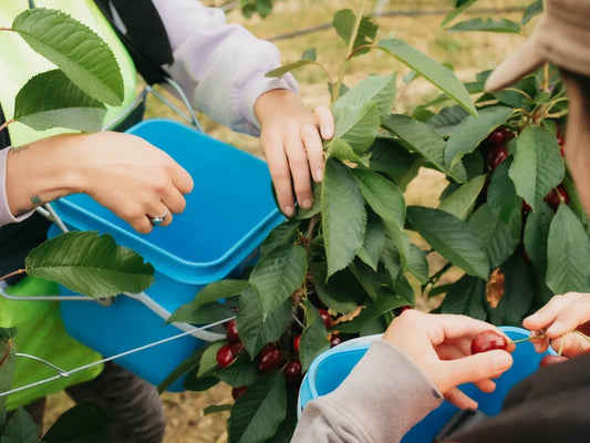 Recapping the world's first zero fossil fuel harvest