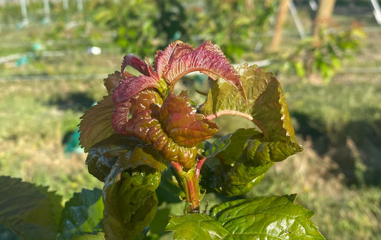 Treating Black Cherry Aphids