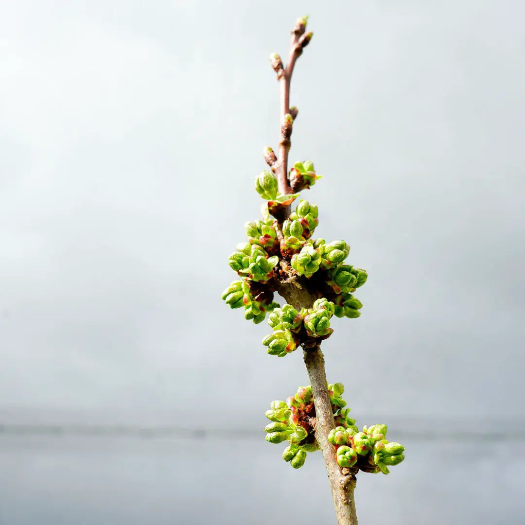 Spring Has Sprung at Forest Lodge Orchard!