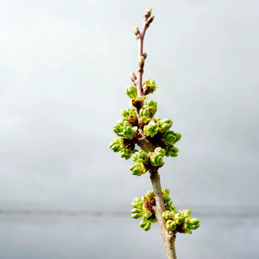 Spring Has Sprung at Forest Lodge Orchard!