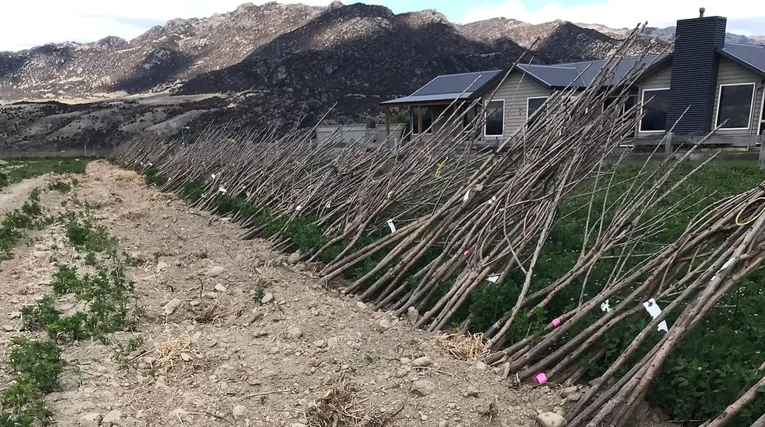 Planting Day - October 2019