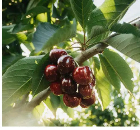 Kia Ora Magazine May Edition - The cherry on top