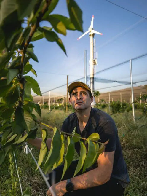 Otago Daily Times: Turning cherry orchard electric pays off