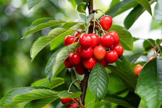 The Countdown to Cherry Harvest