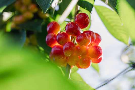 Rainier Cherry Harvest - The First Cherries of the Season!