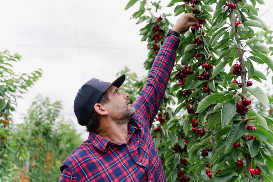Lapins Cherry Harvest - Big, Juicy, and 100% Electric