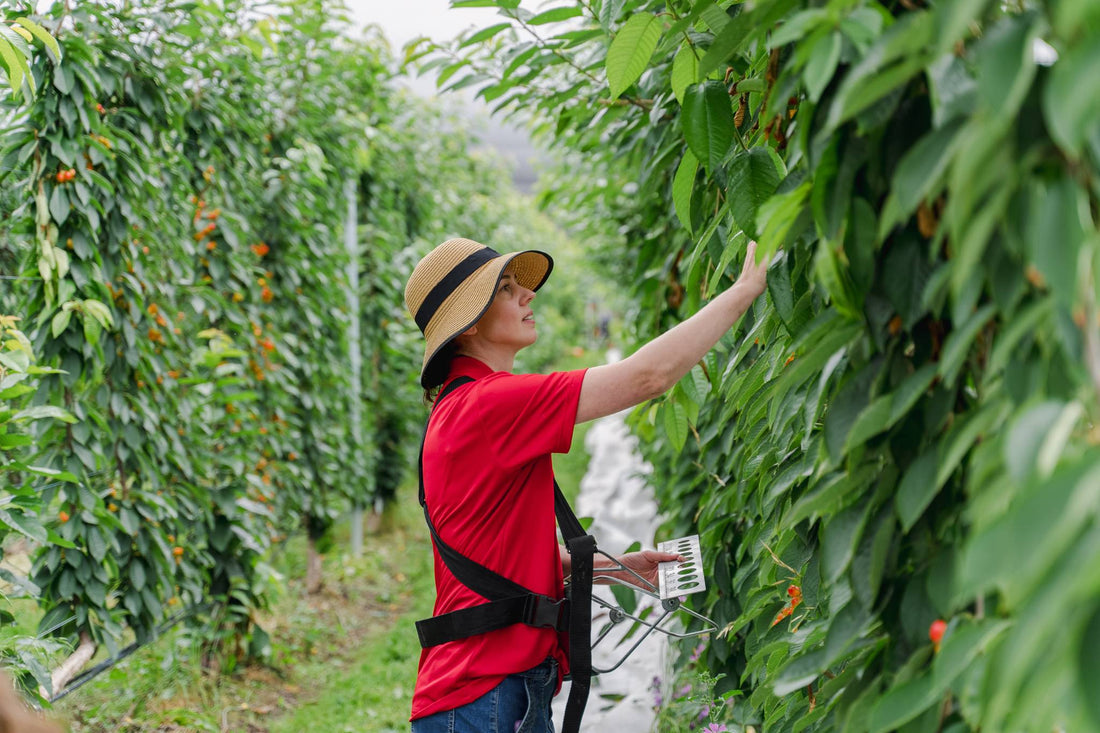 2024/25 Harvest: A Season of Sweet Success