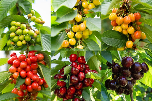 Tiny Green Buds and the Journey to Juicy Cherries