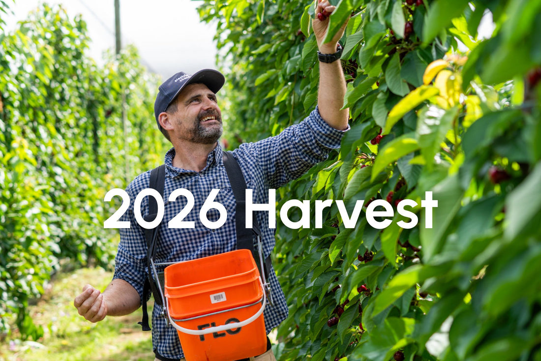 2026 Harvest Recap at Electric Cherries