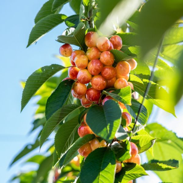 White Electric Cherries - 1kg