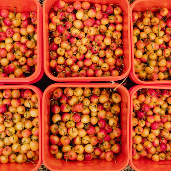 White Electric Cherries - 1kg