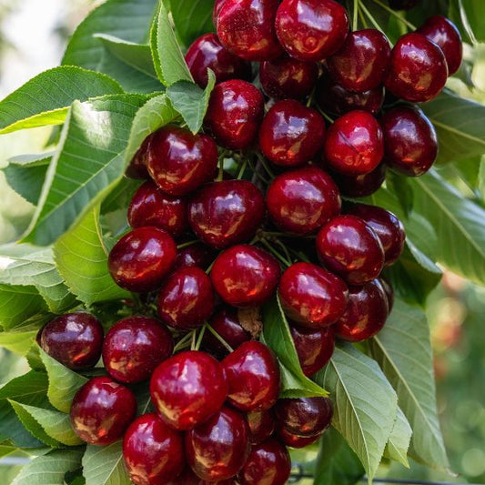 Electric Cherries Reserve
