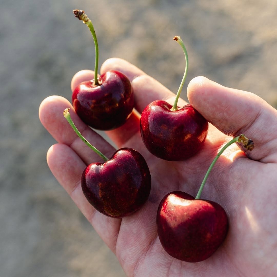 Electric Cherries Reserve