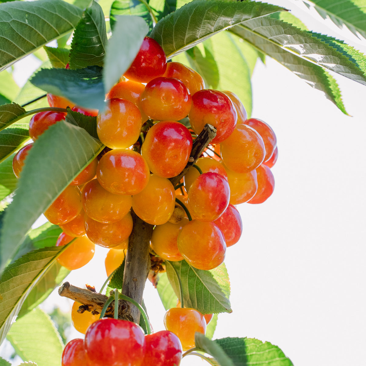 White Electric Cherries - 2kg