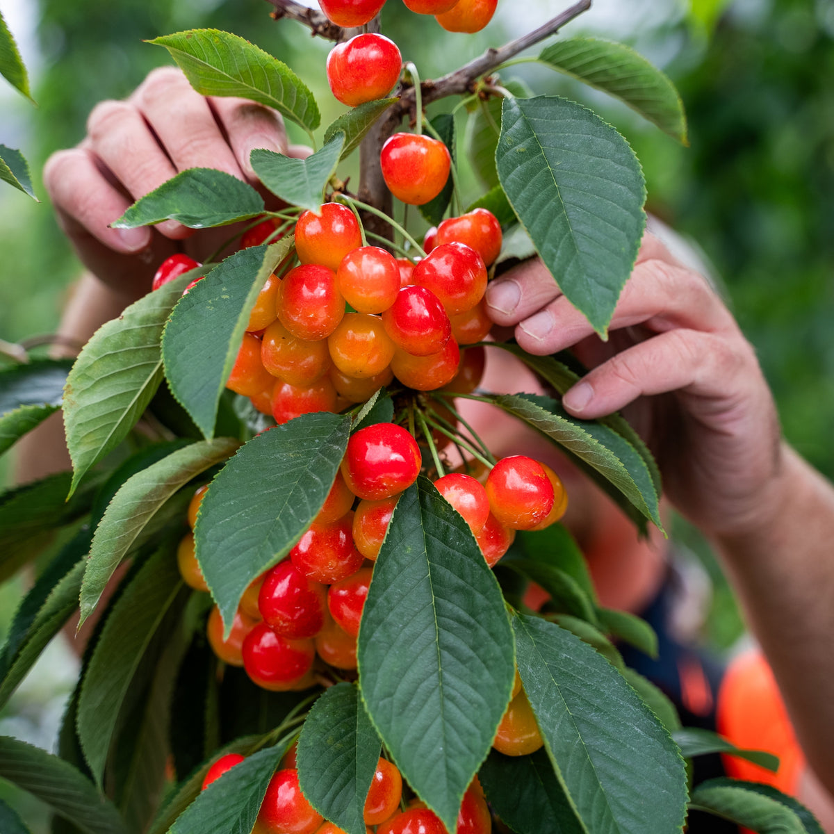 White Electric Cherries - 1kg