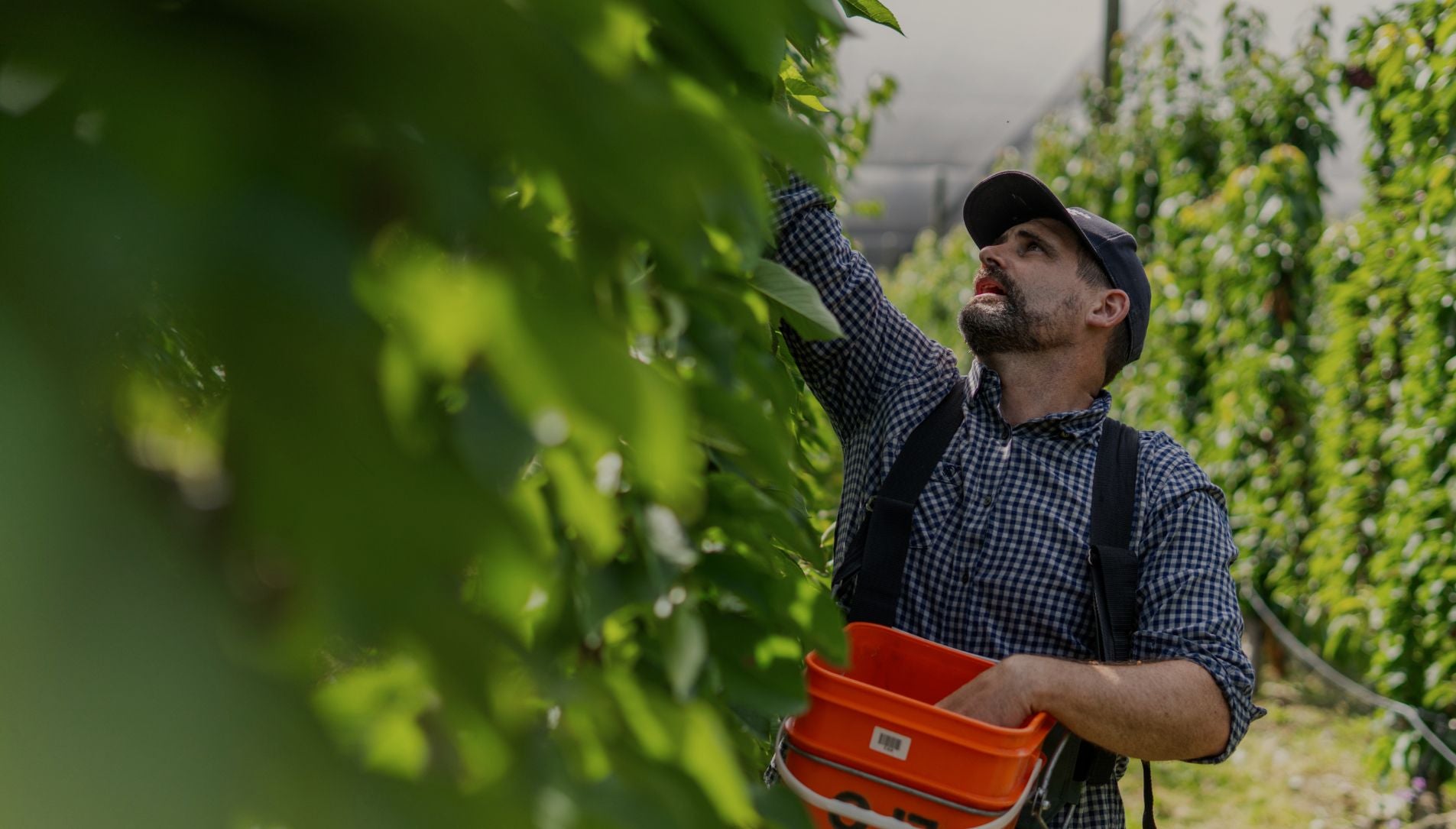 A man wearing a black cap and a dark checkered shirt stands in a greenhouse or farm, reaching up toward leafy vines while holding an orange plastic bucket.