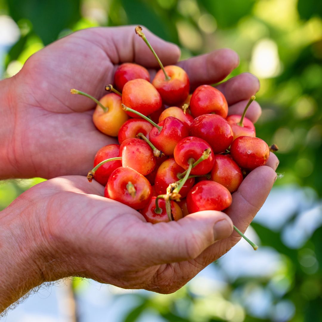 White Electric Cherries - 2kg