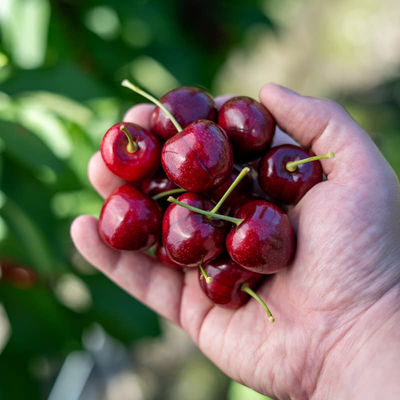 Red Electric Cherries - 2kg