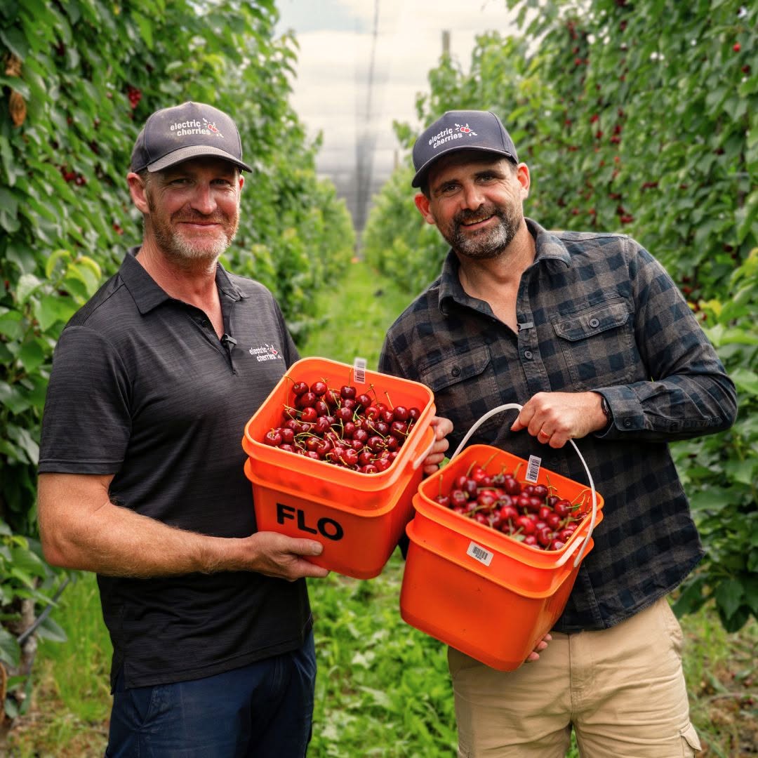 Red Electric Cherries - 2kg