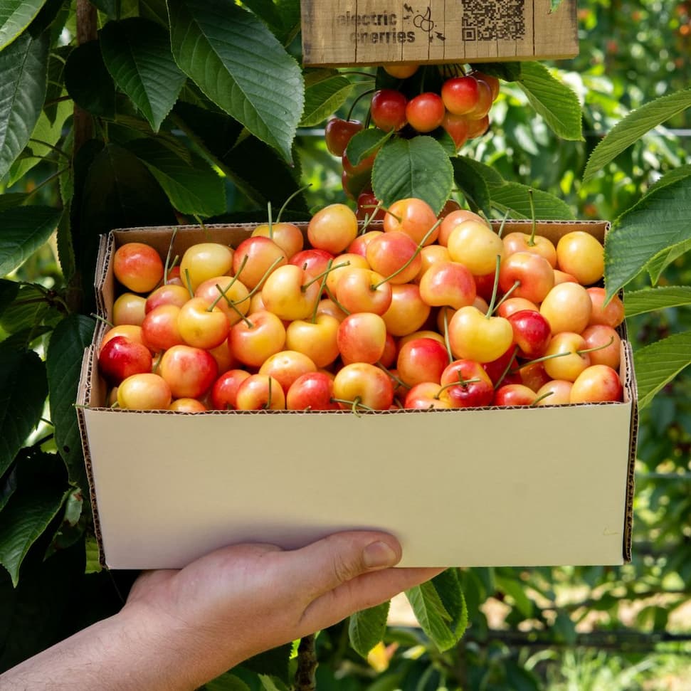 White Electric Cherries - 2kg