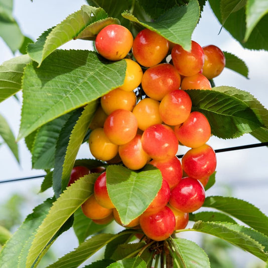 White Electric Cherries - 2kg