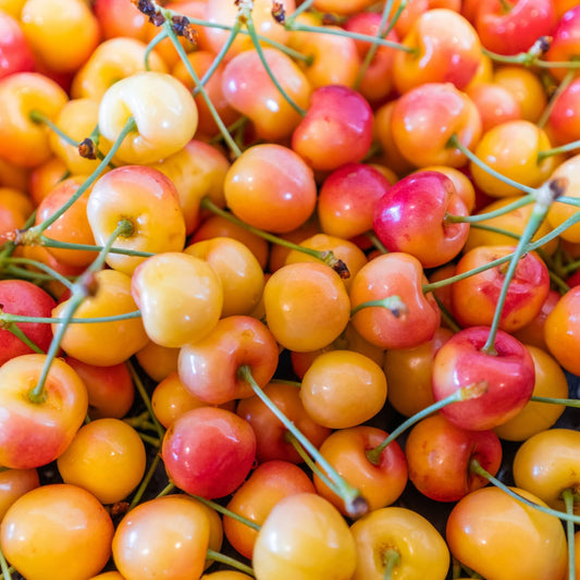 A close-up pile of ripe white rainier cherries with stems