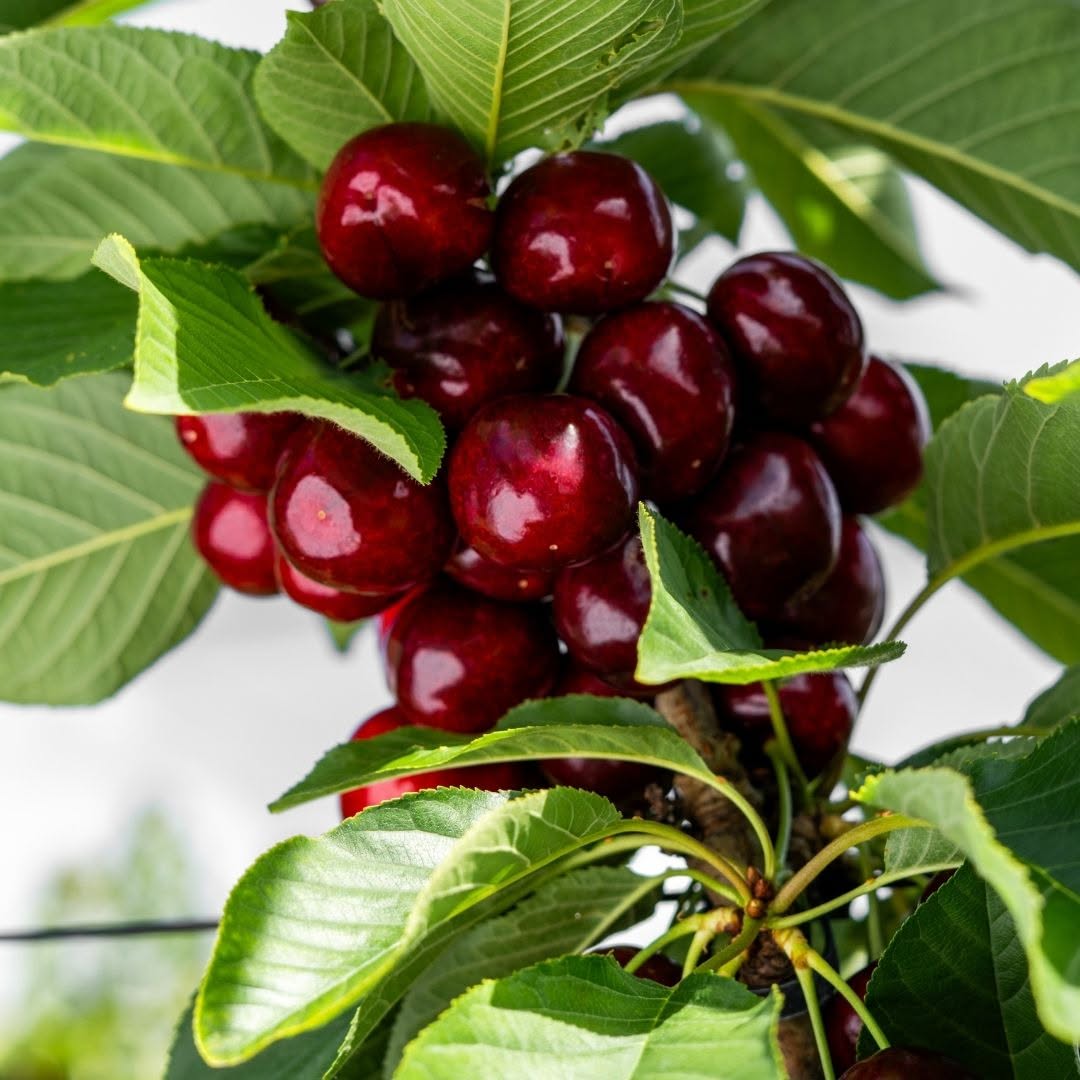 Red Electric Cherries - 1kg
