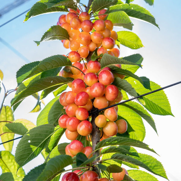 Clusters of ripe red and yellow cherries hanging from a branch with green leaves in a sunny outdoor setting.