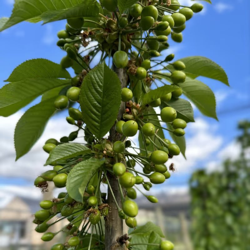 The first green cherries appear