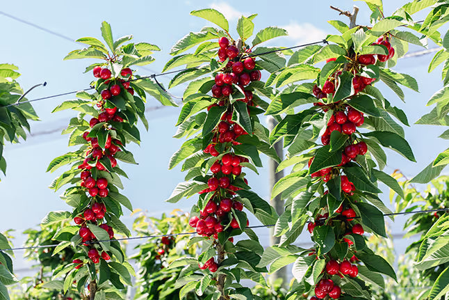 Fresh Cherries