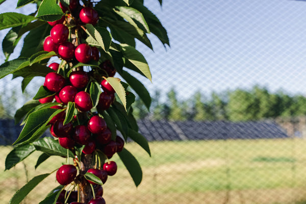 Electric Cherries 2026 harvest