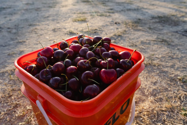 Electric Cherries 2026 harvest
