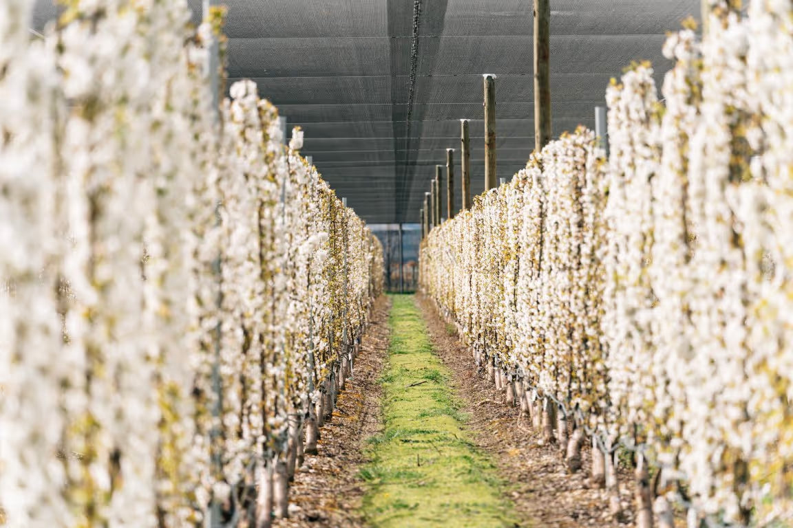 When Do We Harvest?
