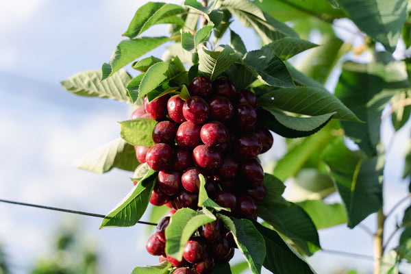 ORDER YOUR ELECTRIC CHERRIES GIFT CARD