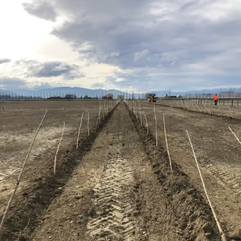 5,700 Trees Planted