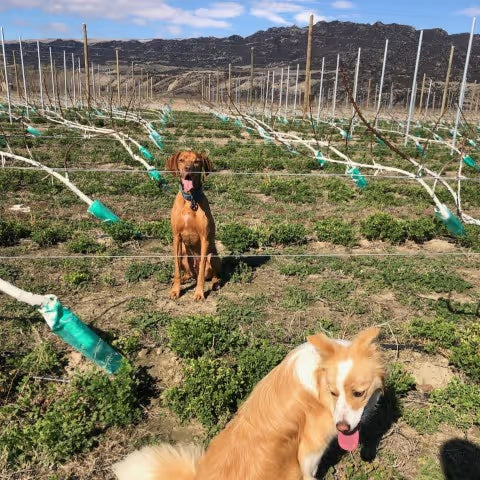 Kootenay Trees Planted