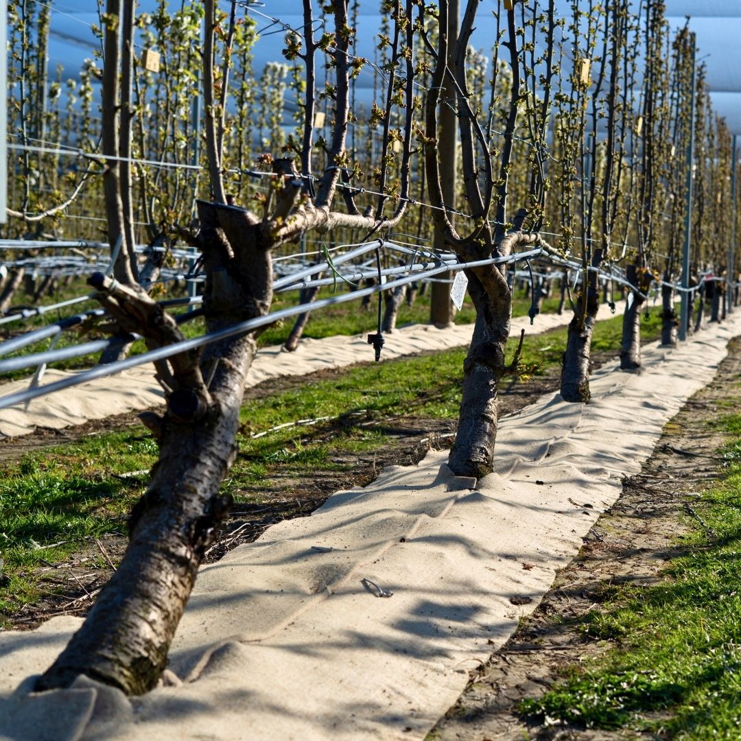 Irrigation Pumps
